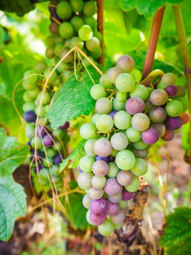 Vineyard grape in Burgundy, Pommard, France