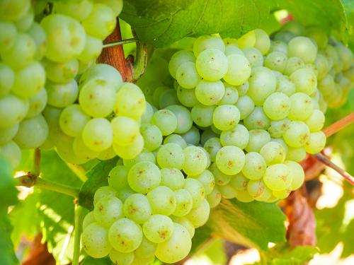 White grape in Burgundy, near Meursault, Pommard and Volnay, Cote de Beaune, France